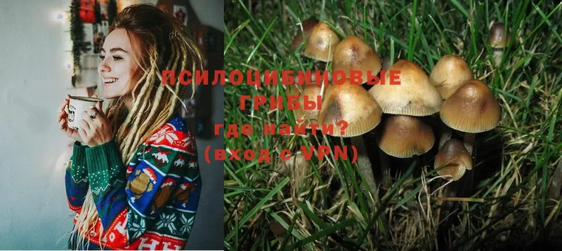 Псилоцибиновые грибы Magic Shrooms  как найти   Партизанск 